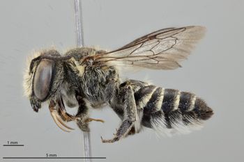 Media type: image;   Entomology 518875 Aspect: habitus lateral view